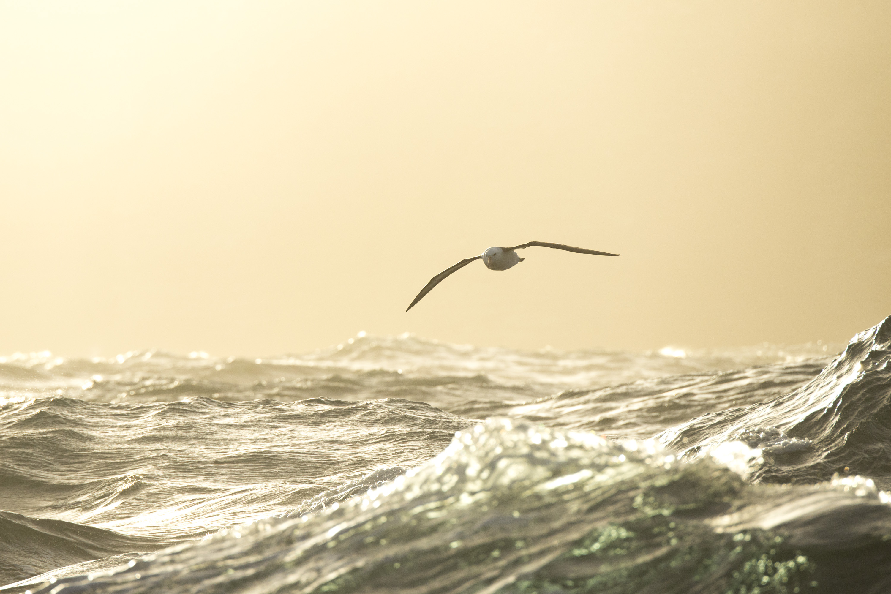 Albatross waves Justin Hofman