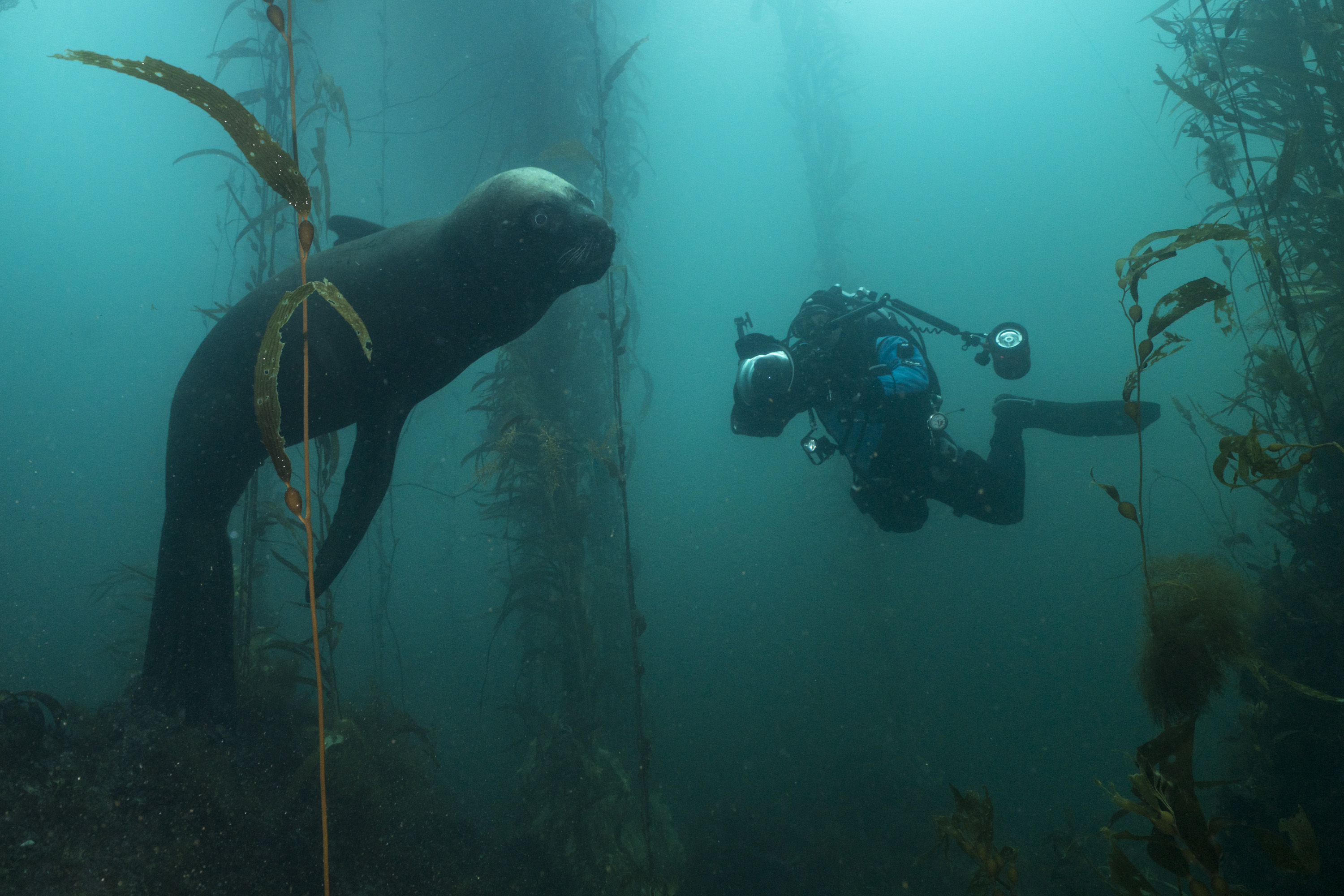 Sea lion and diver Justin Hofman