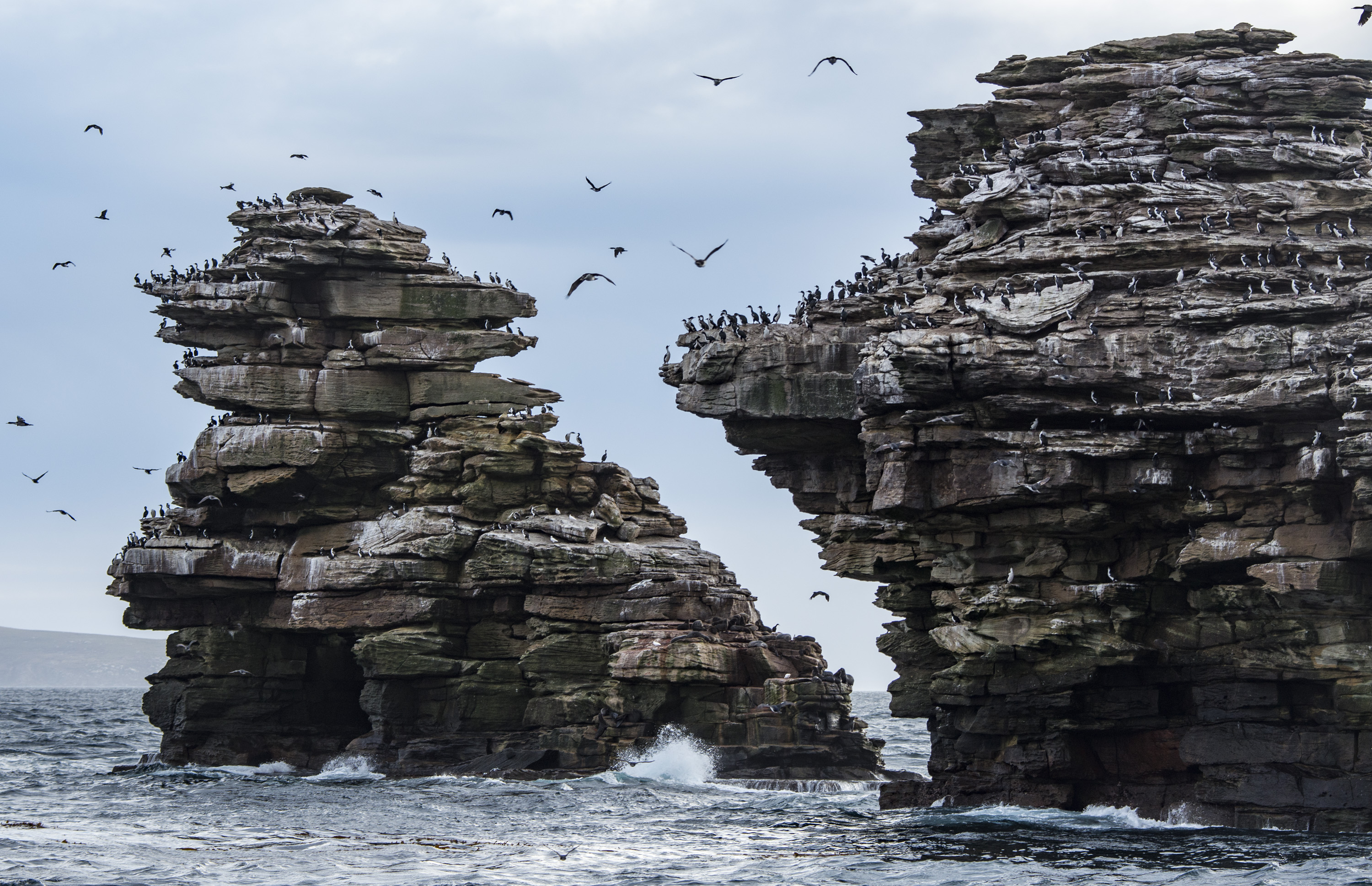 Shag rock Falkland Justin Hofman