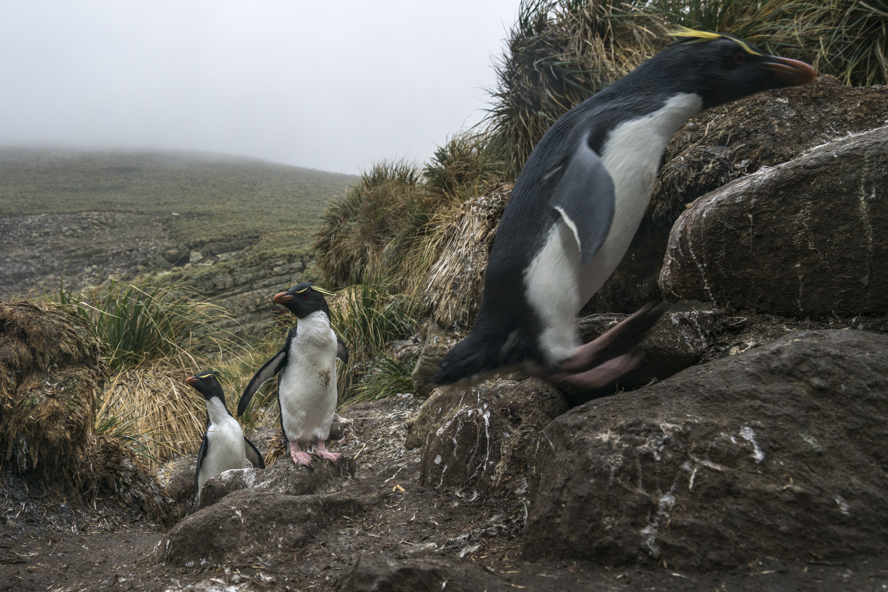 rock hopper falkland justin hofman