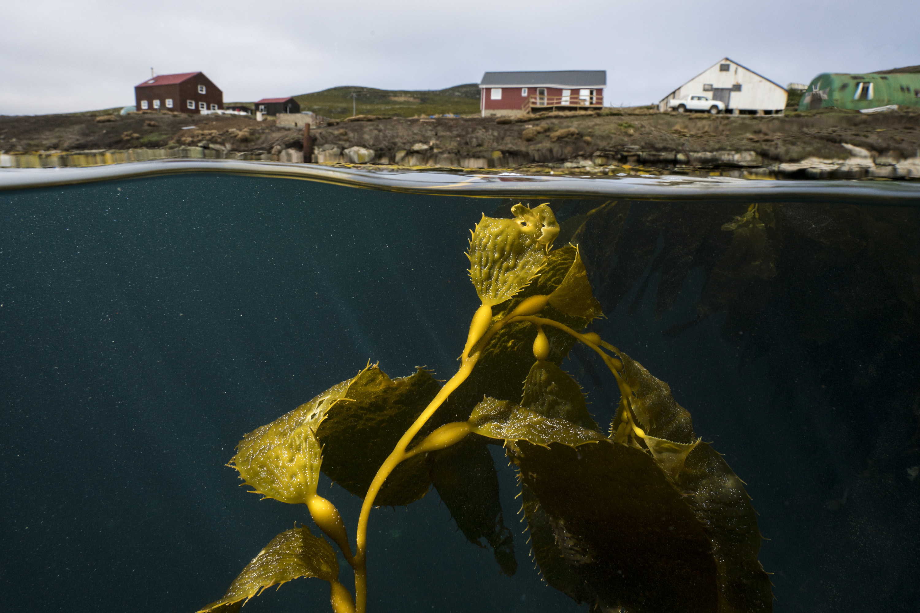 Kelp camp falkland justin hofman