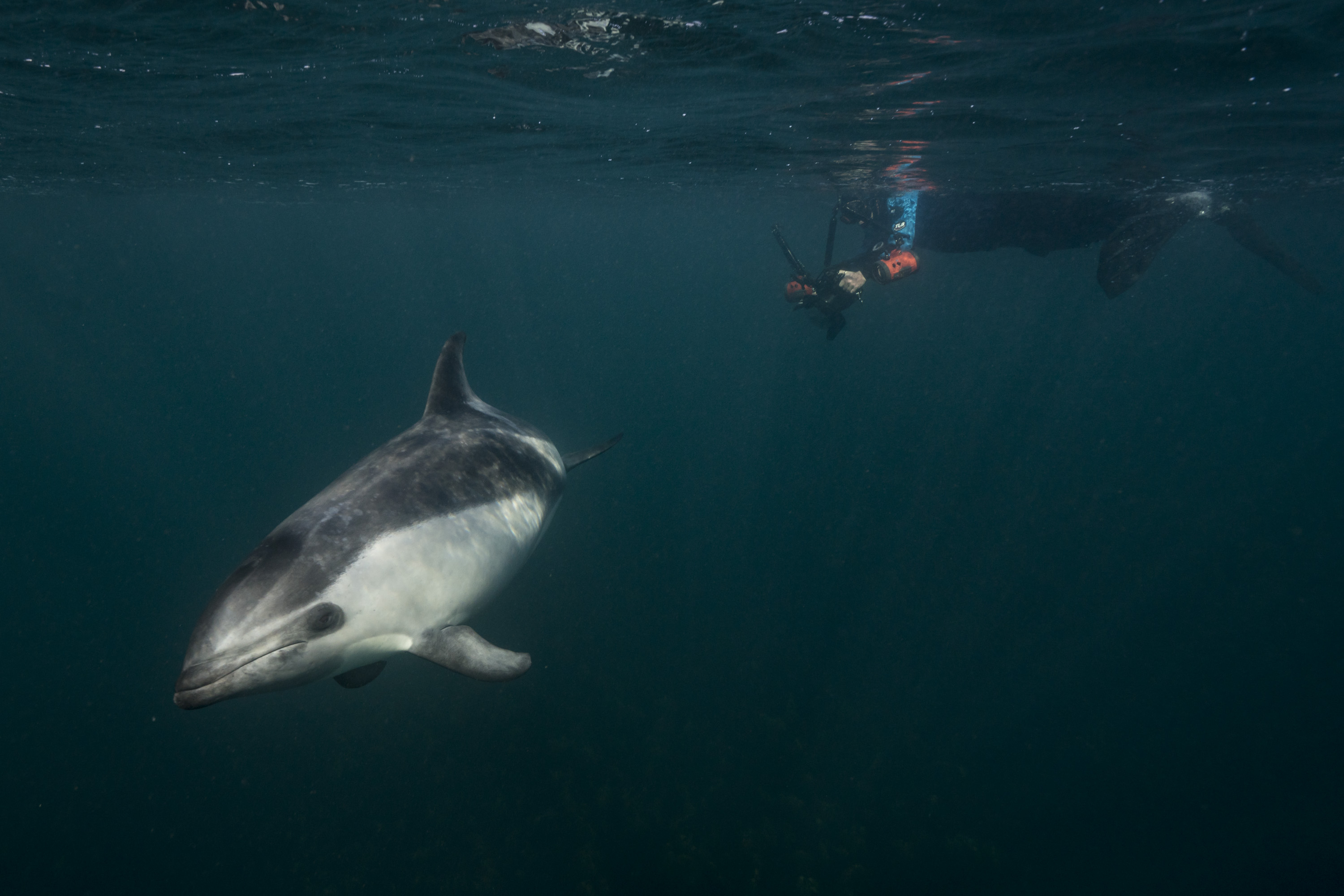 Peale's dolphin Justin Hofman