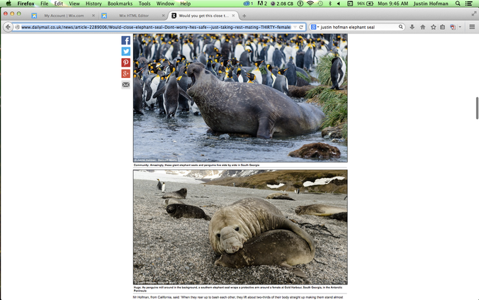 More elephant seal shots from South Georgia