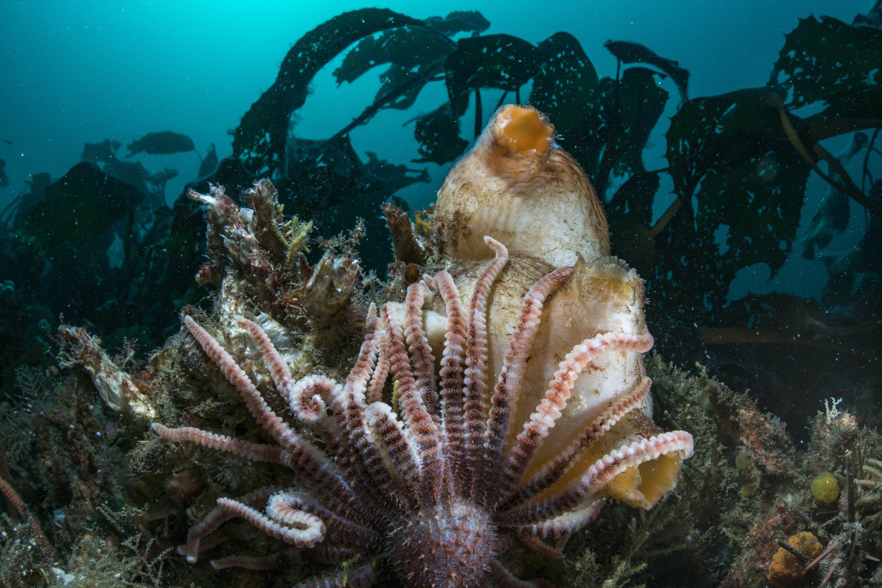 star tunicate falkland hofman