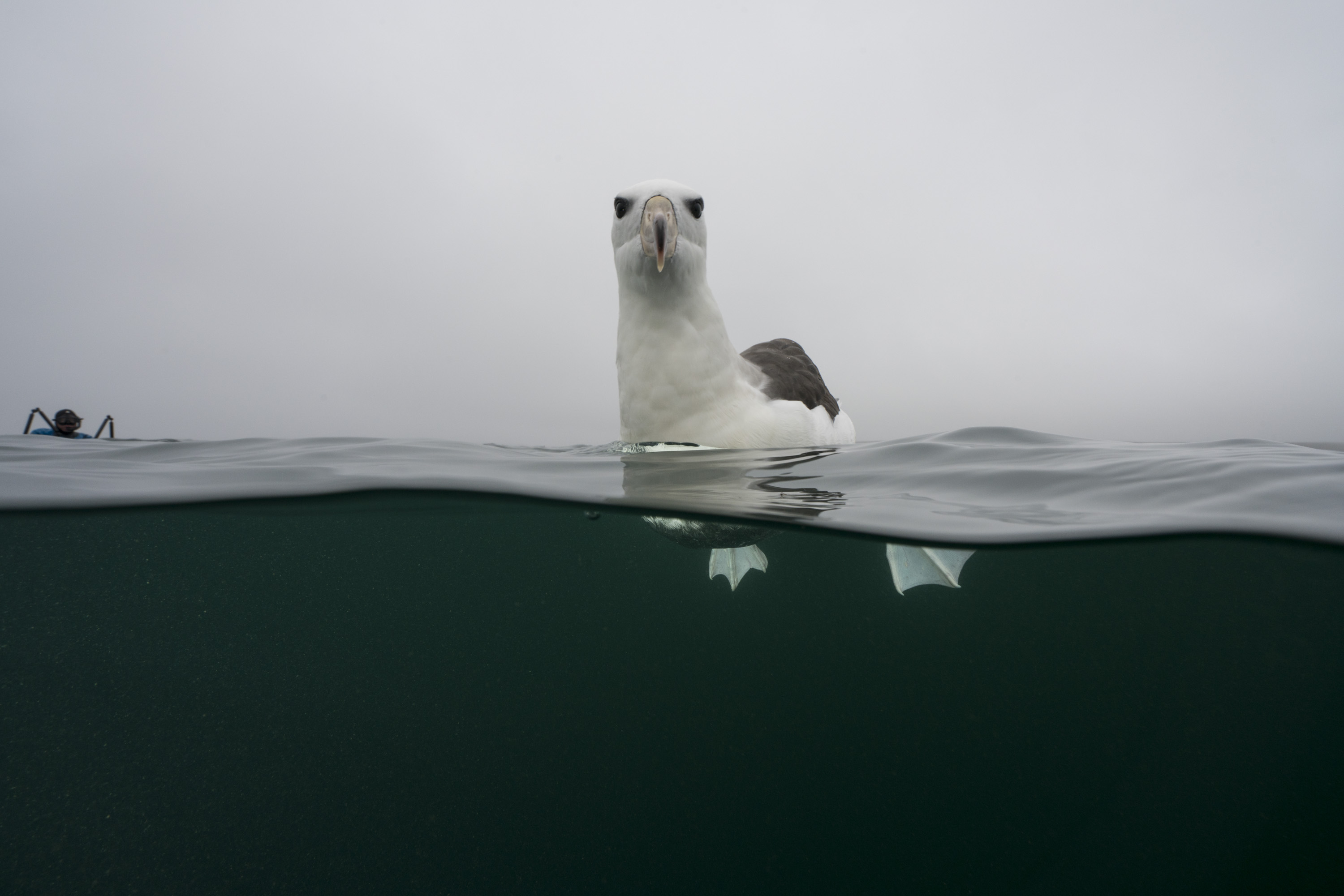 Albatross Justin Hofman Falkland
