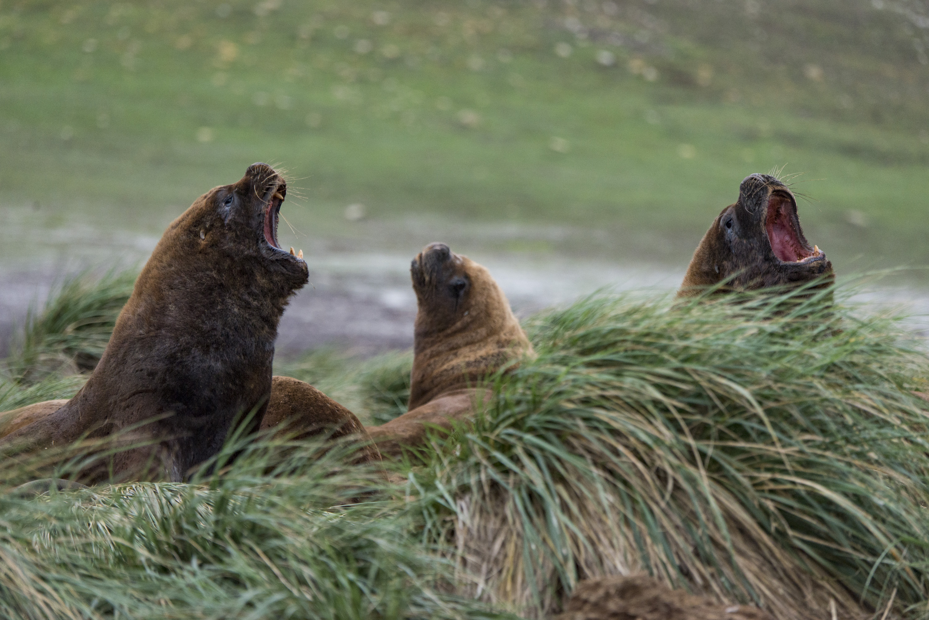 Sea lion Falkland Justin Hofman