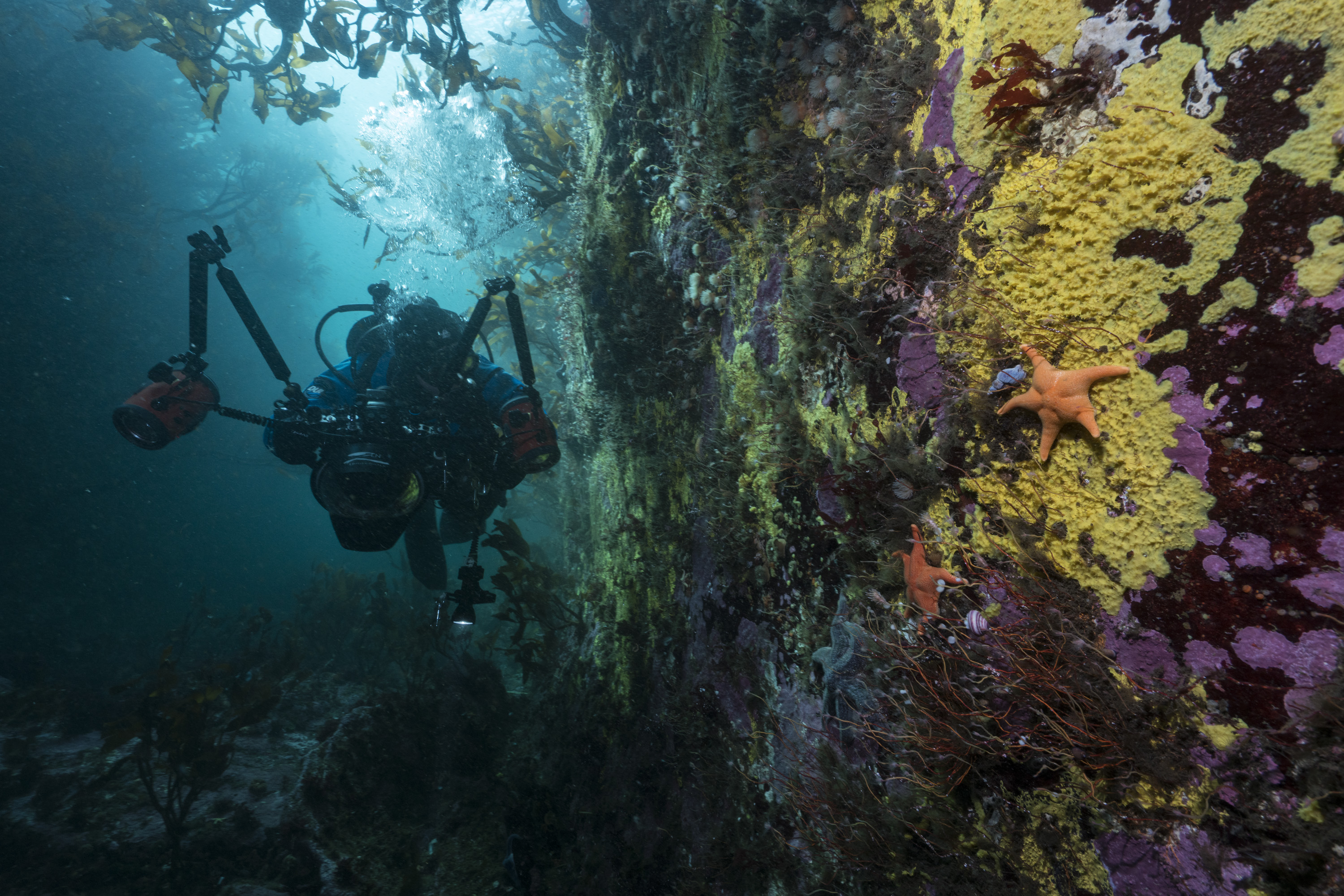 falkland diver justin hofman
