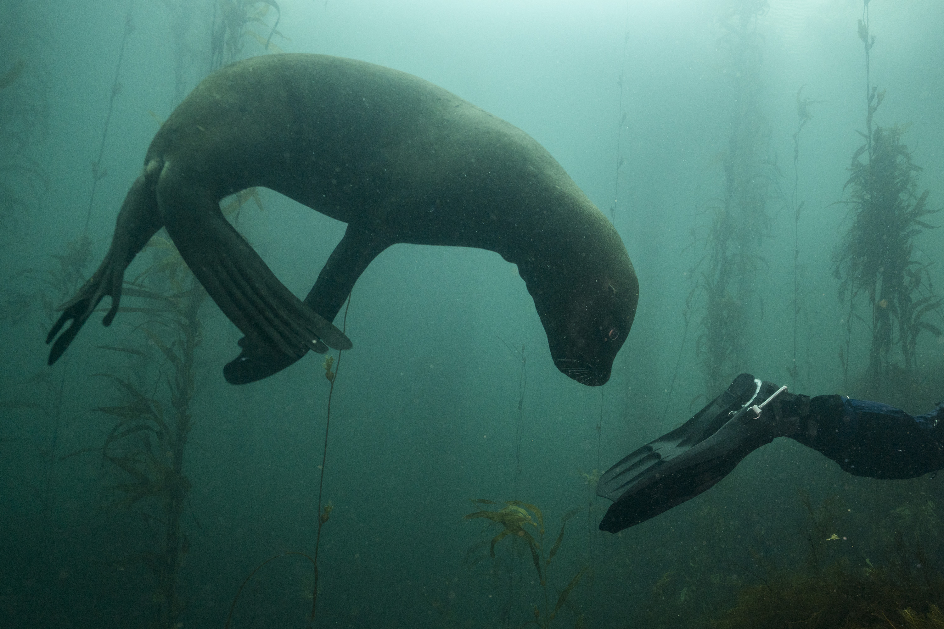Sea lion and diver Justin Hofman