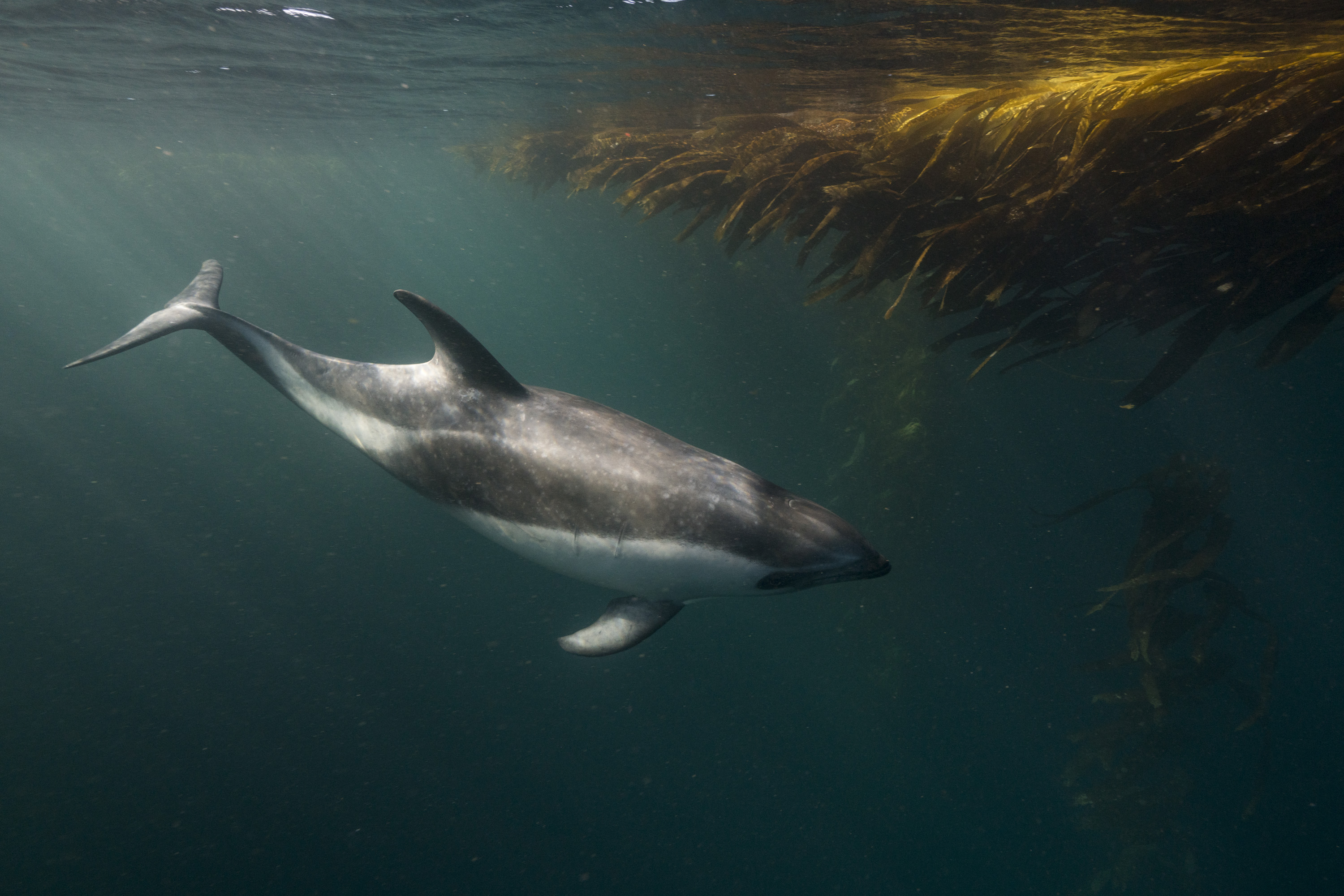 Peale's dolphin Justin Hofman