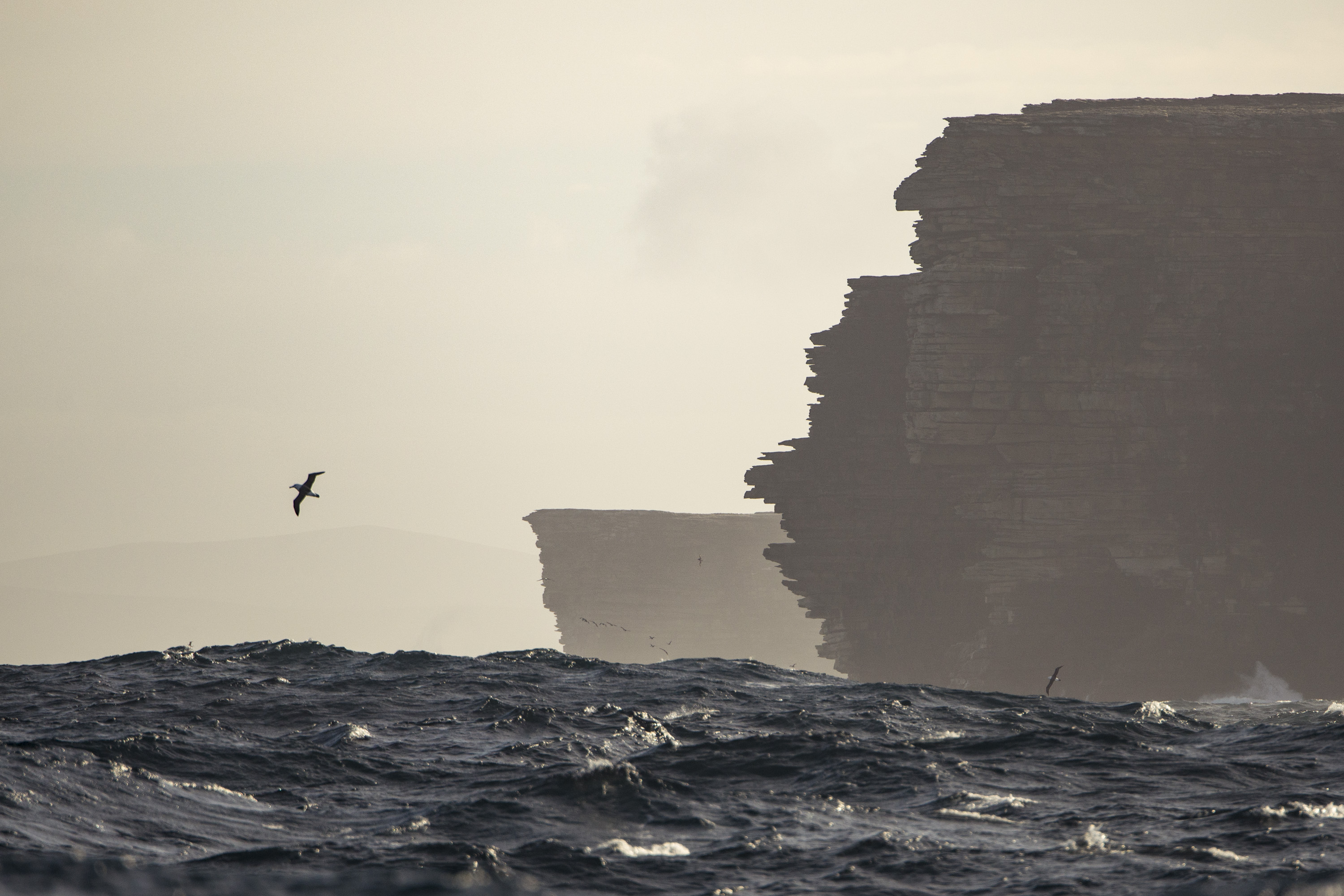 Albatross waves Justin Hofman
