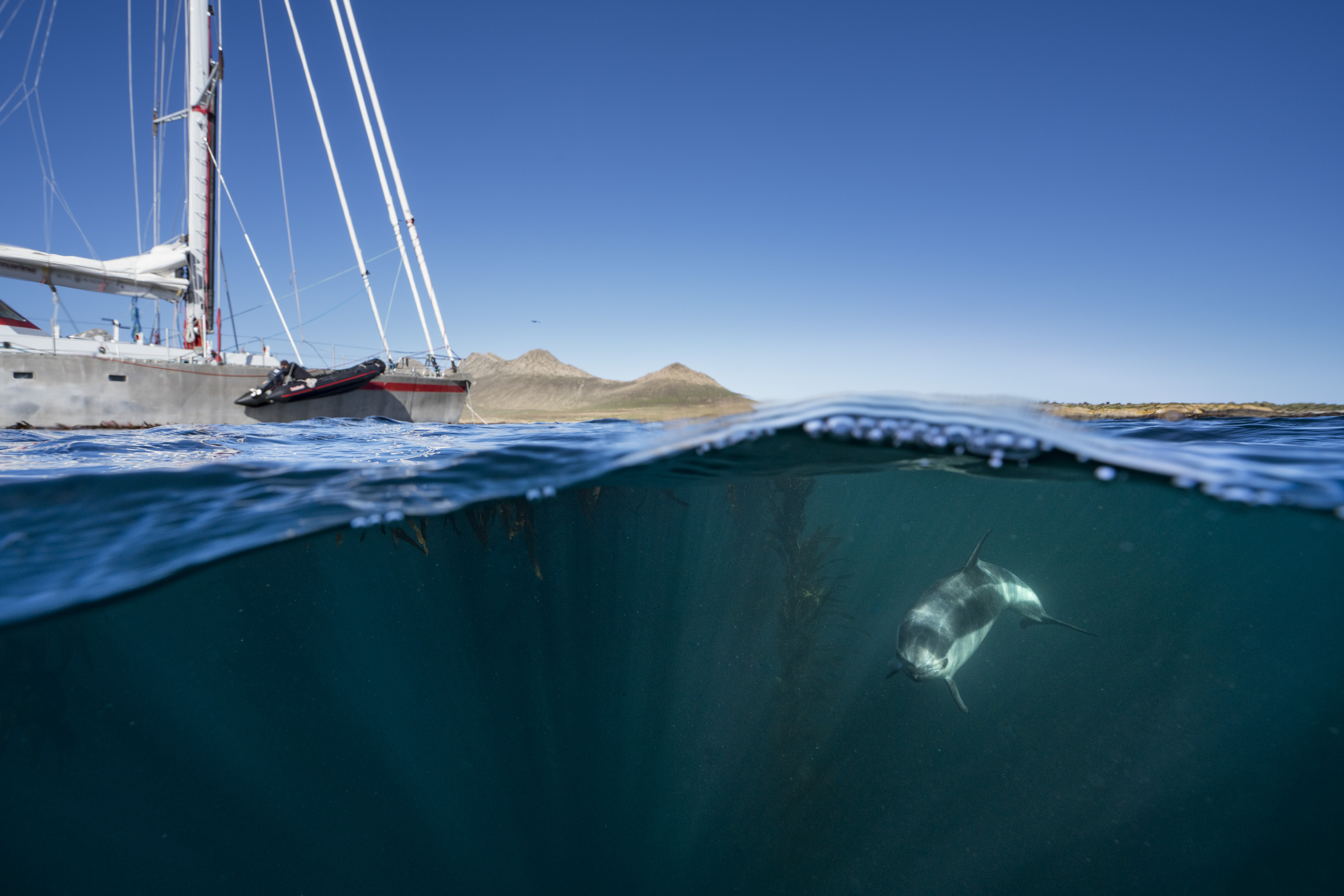 Dolphin and sail boat Justin Hofman