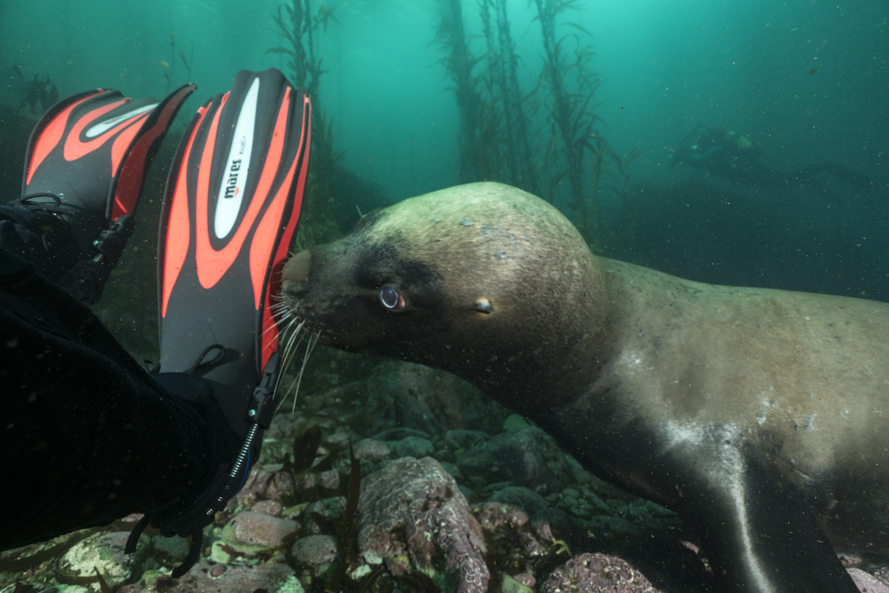 Sea lion and diver Justin Hofman