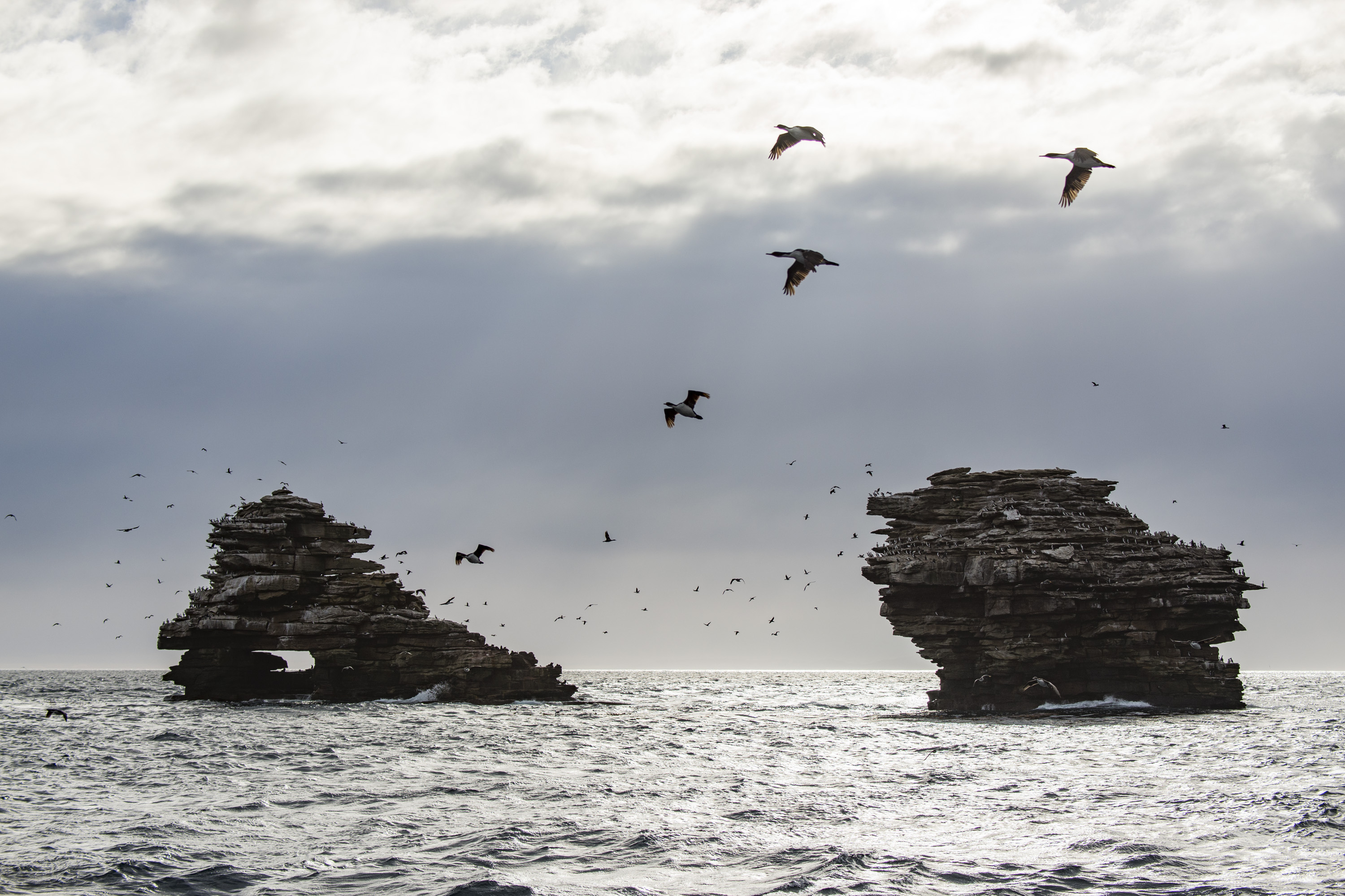 Shags rock falkland Justin Hofman