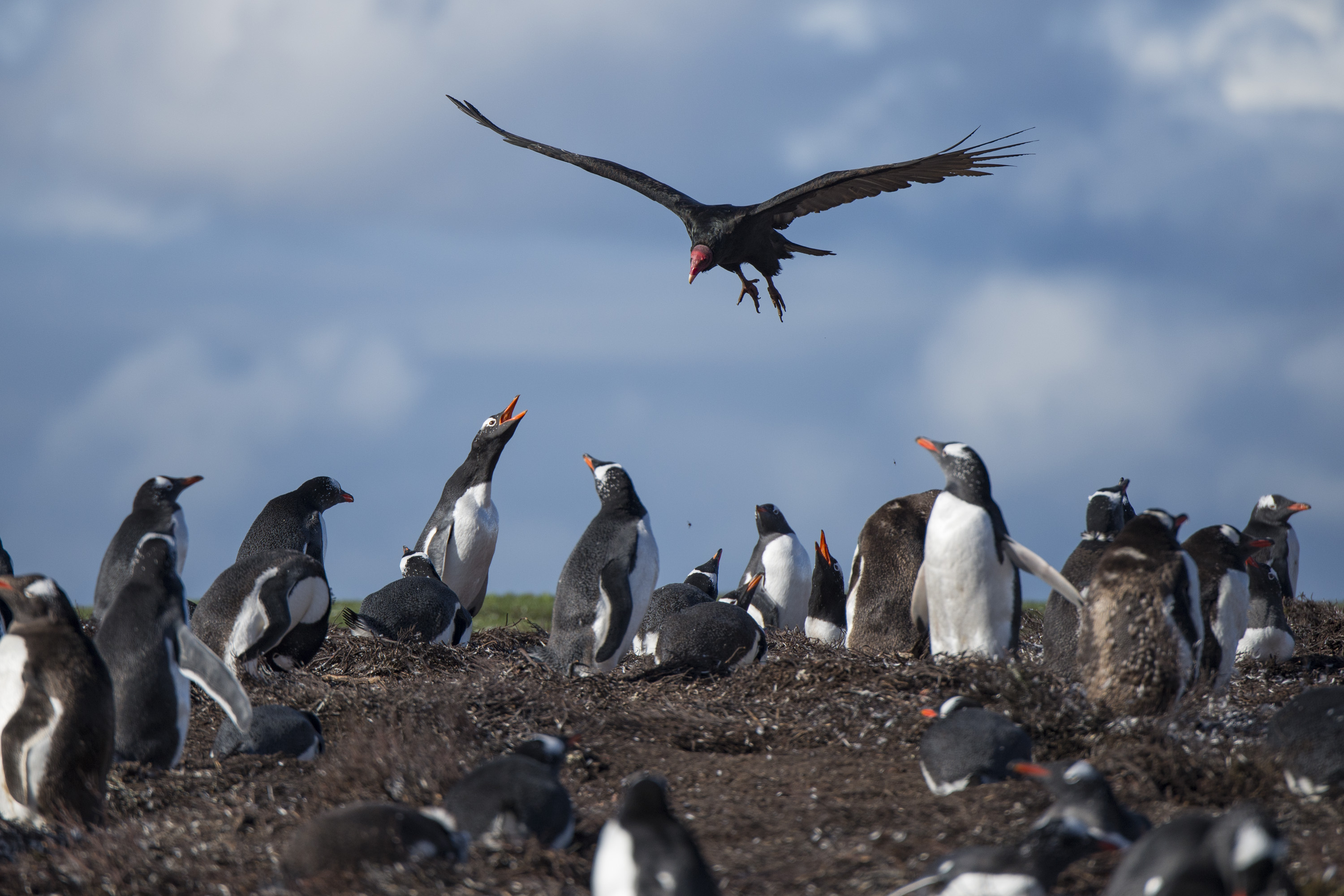Turkey vulture penguin Justin Hofman