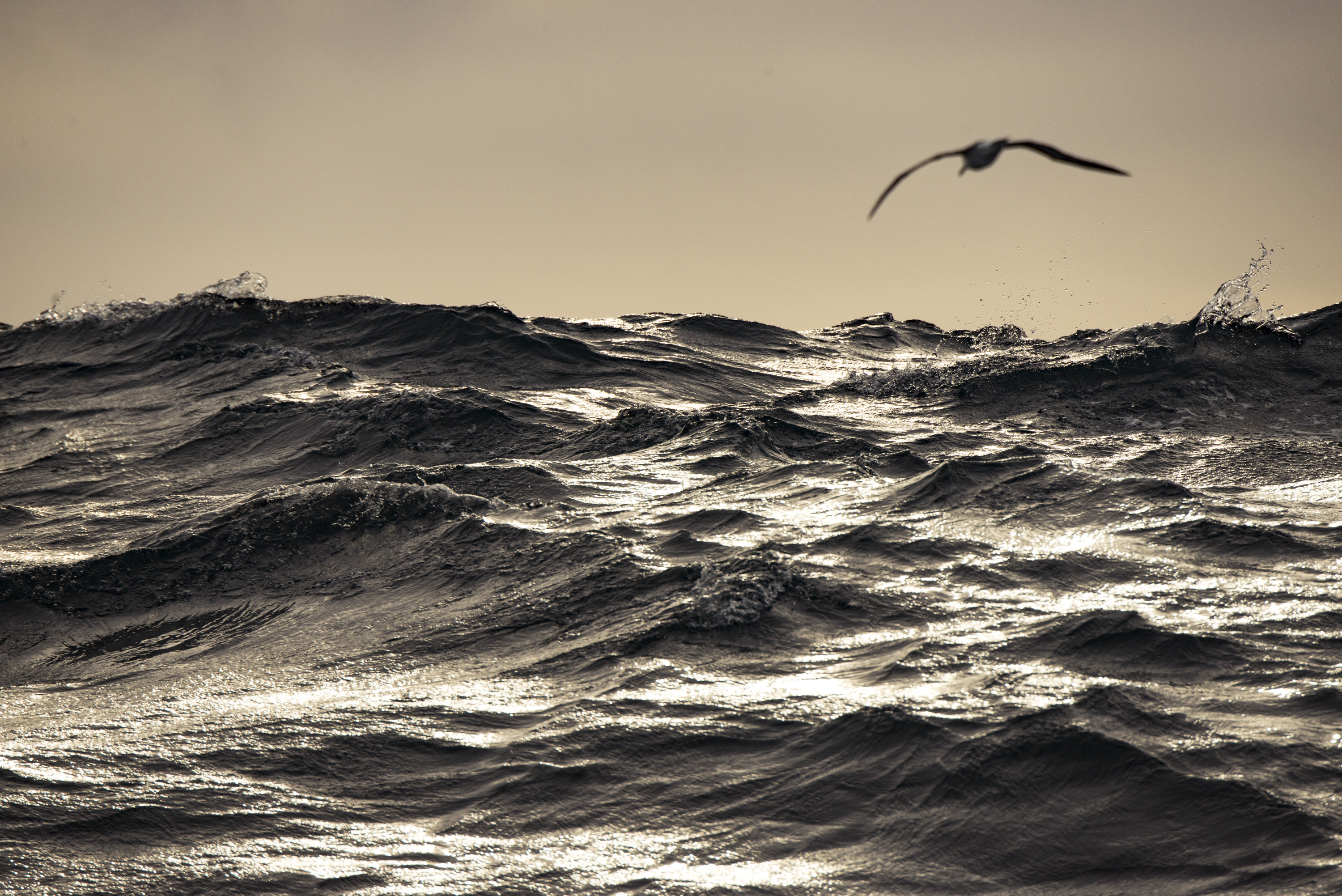 Albatross waves Justin Hofman