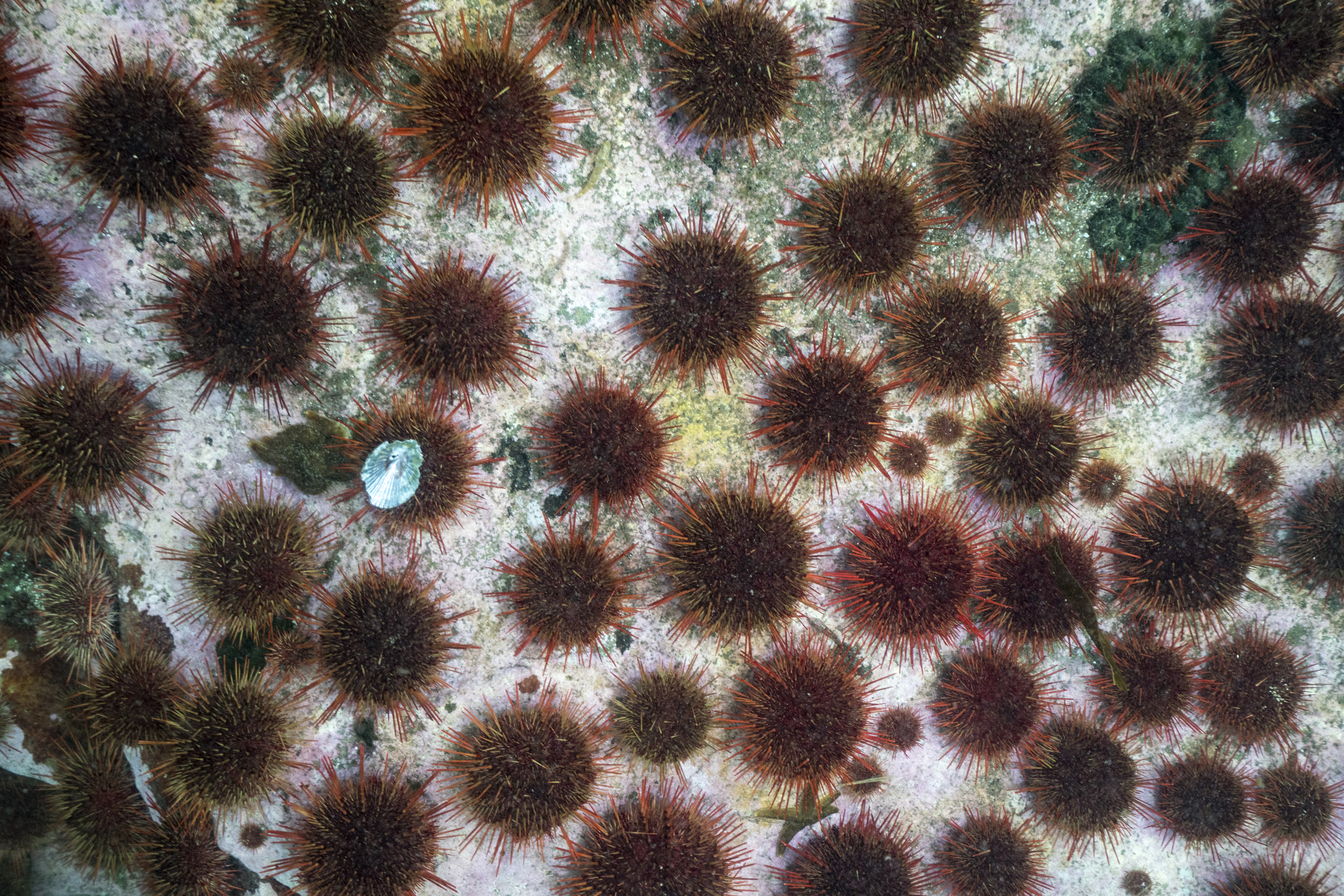 Urchin barren Justin Hofman