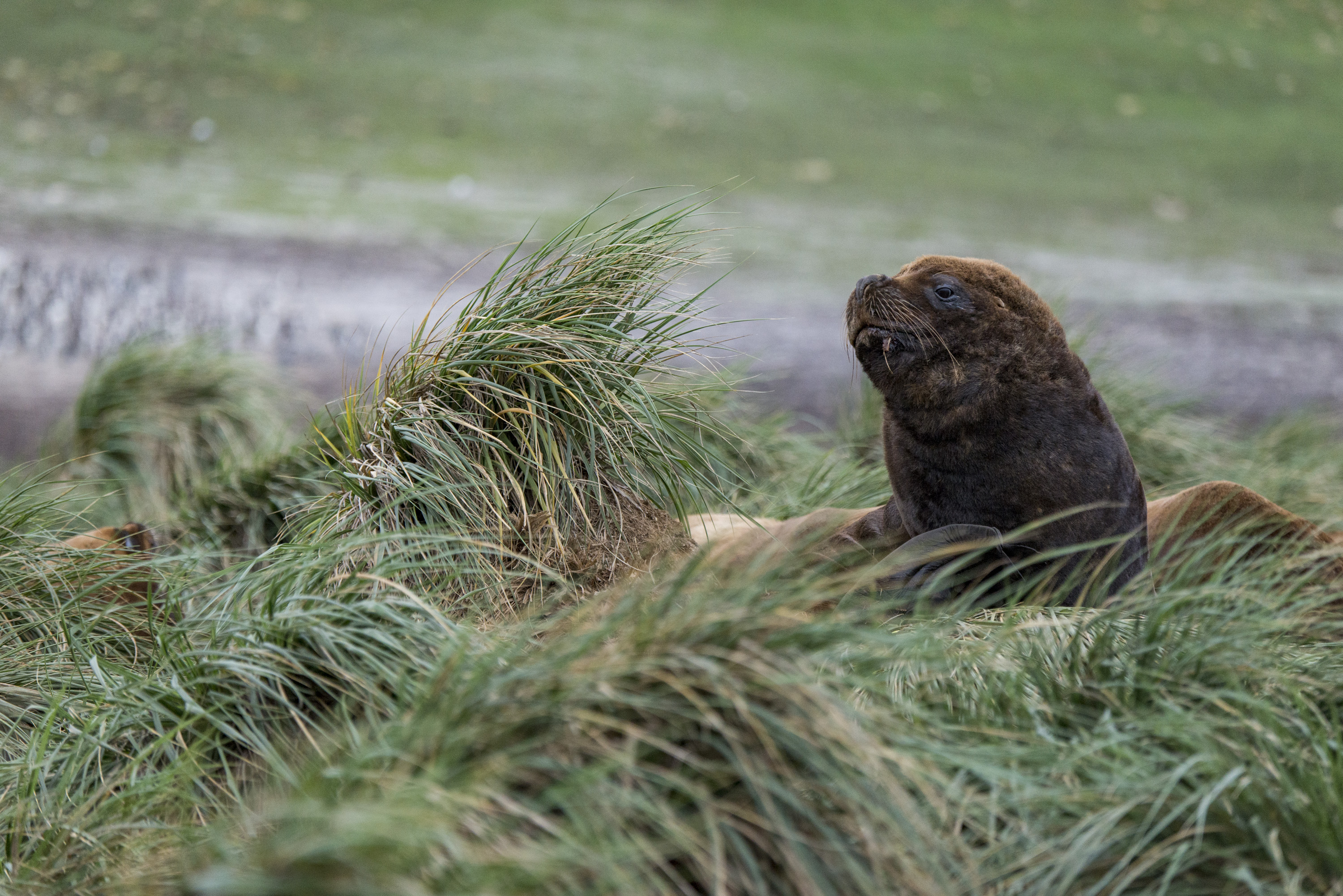 Sea lion Falkland Justin Hofman