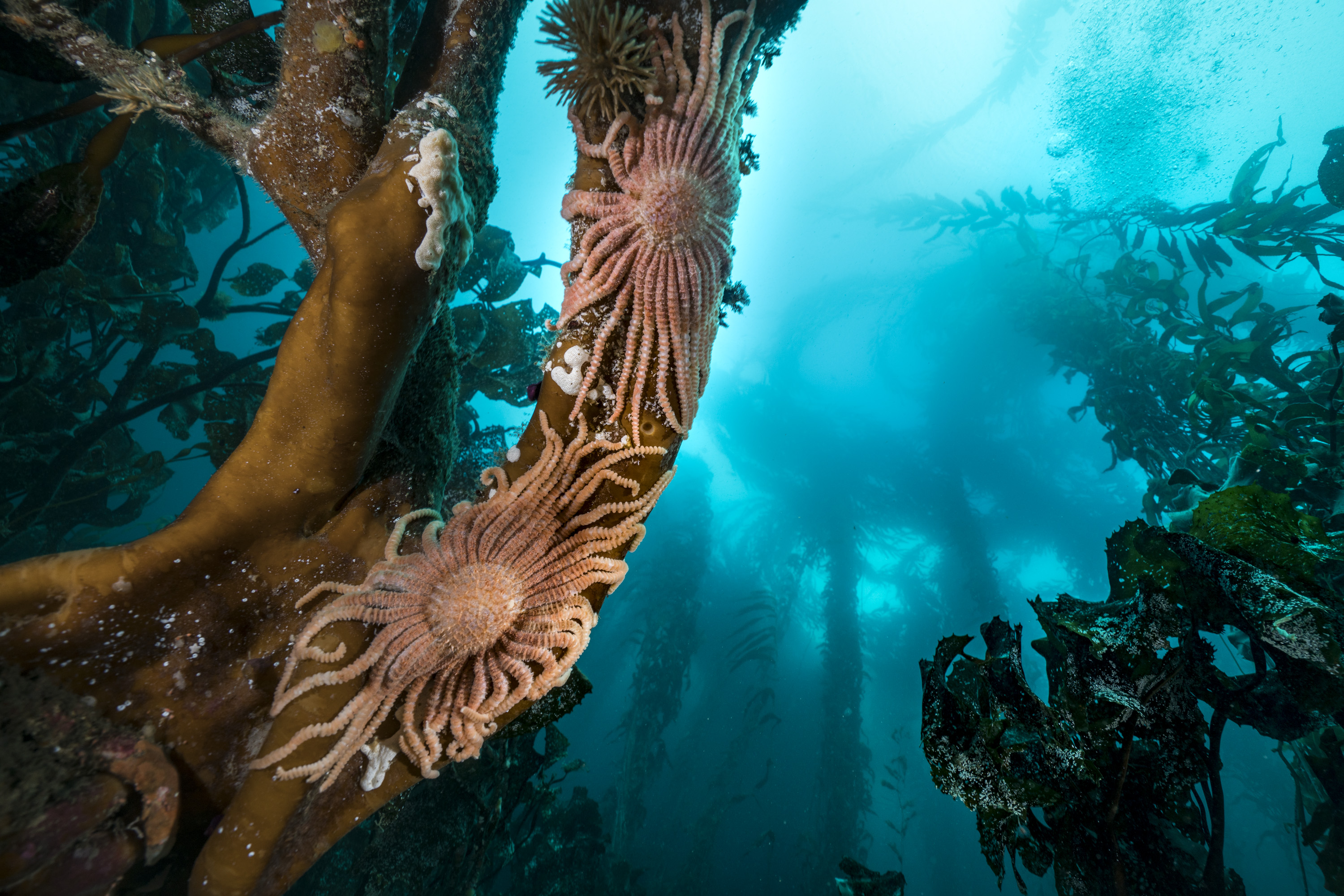 star kelp forest justin hofman falk