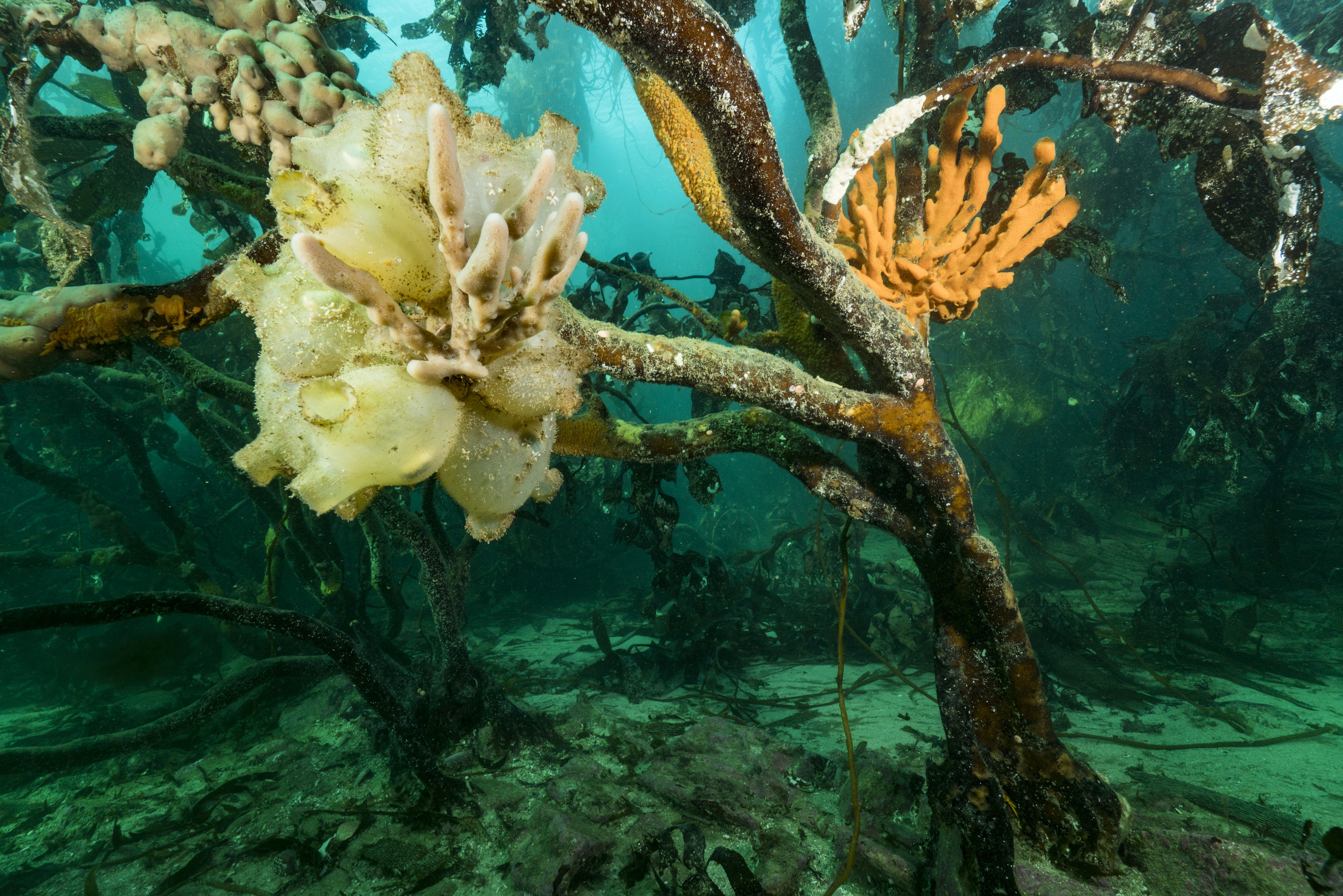 Tree kelp tunicate Justin Hofman