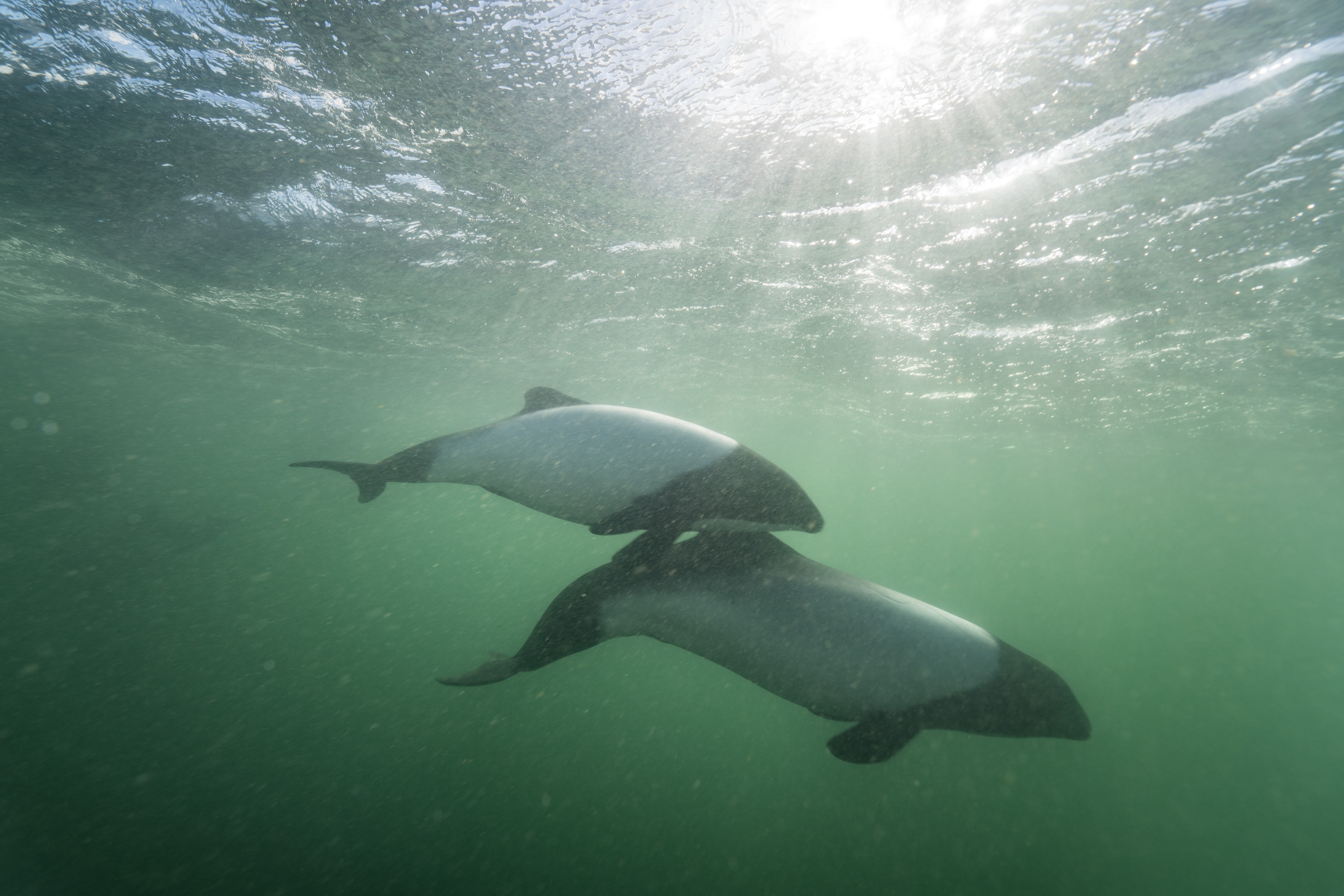 commeron's dolphin justin hofman