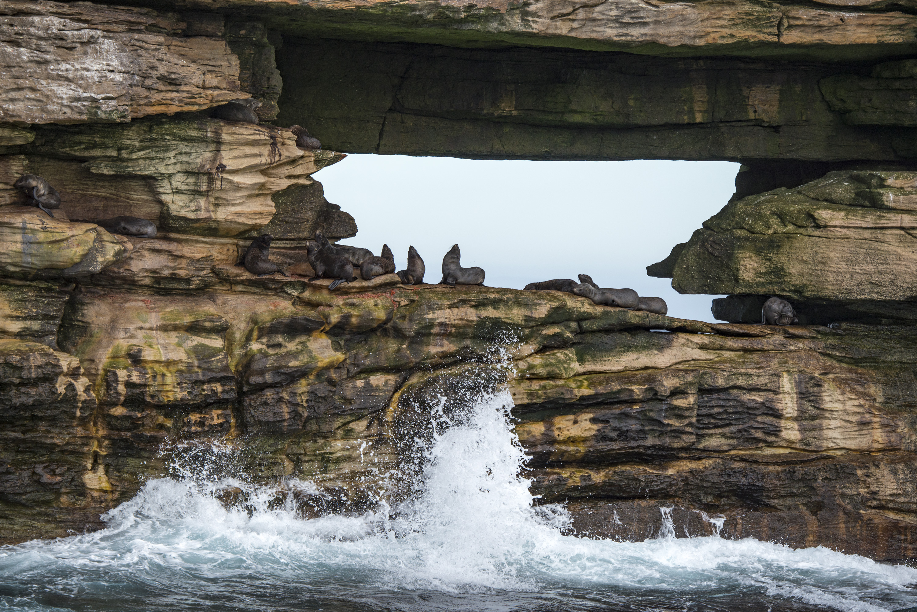 Fur seals arch Justin Hofman