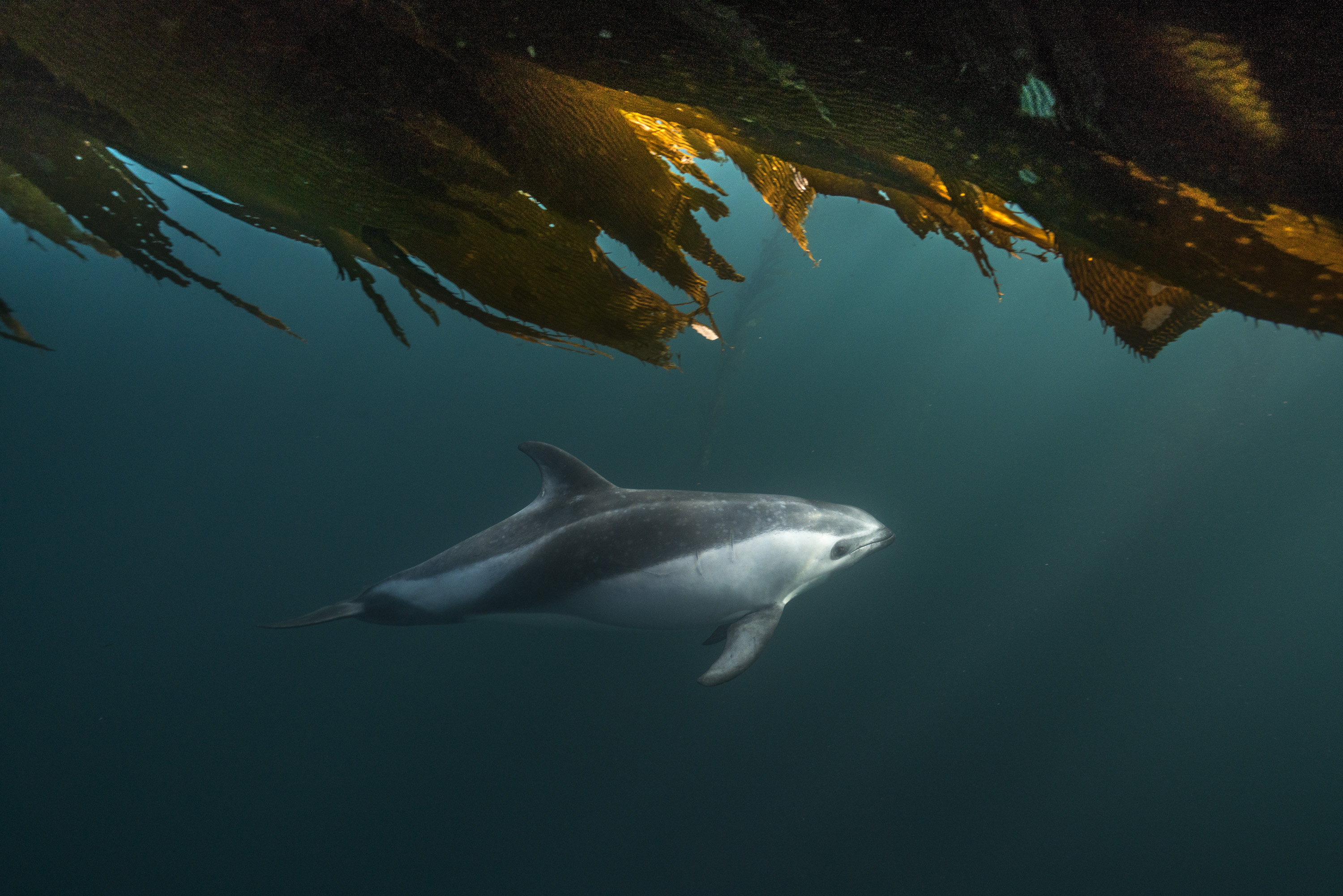 Peale's dolphin Justin Hofman