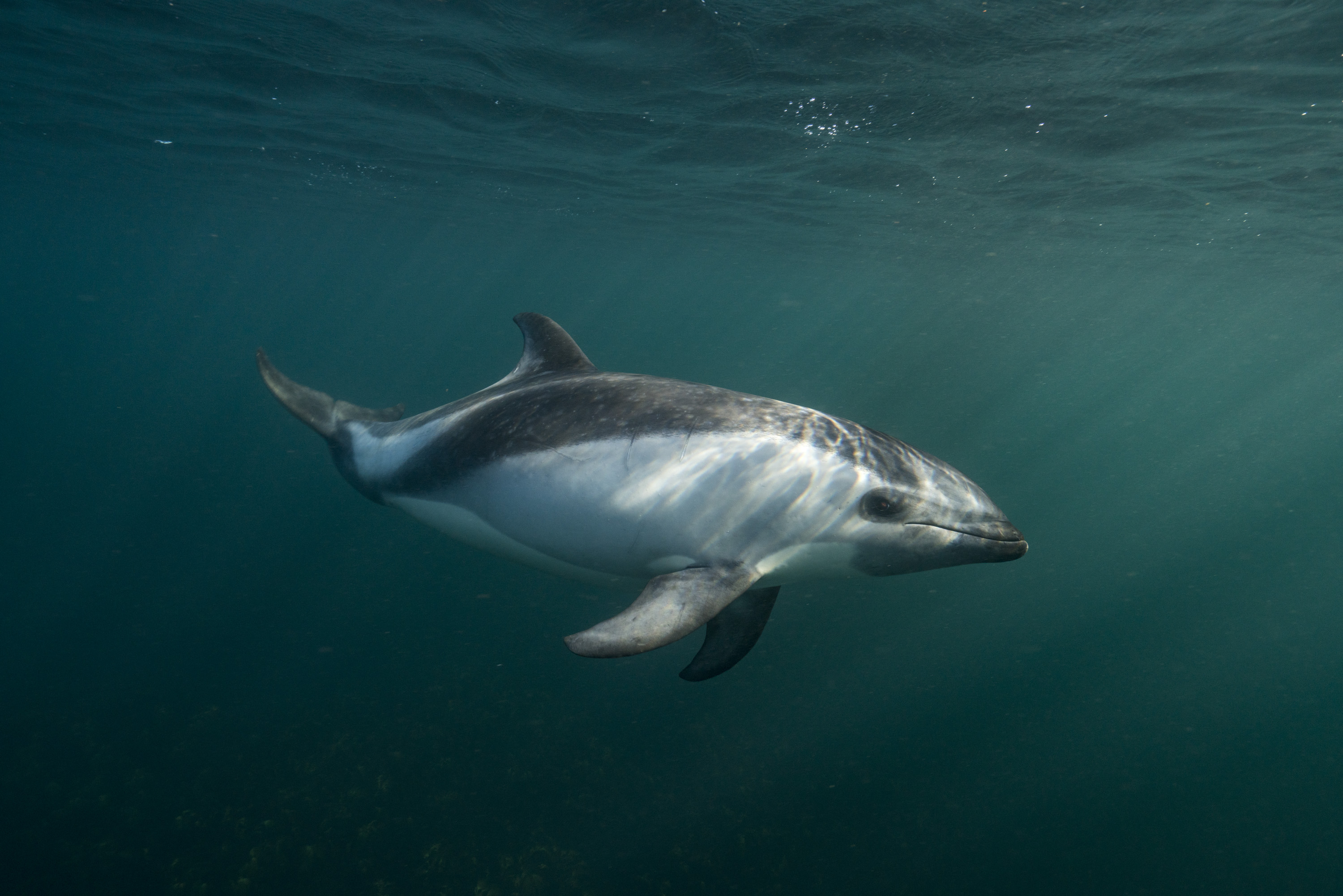 Peale's dolphin Justin Hofman