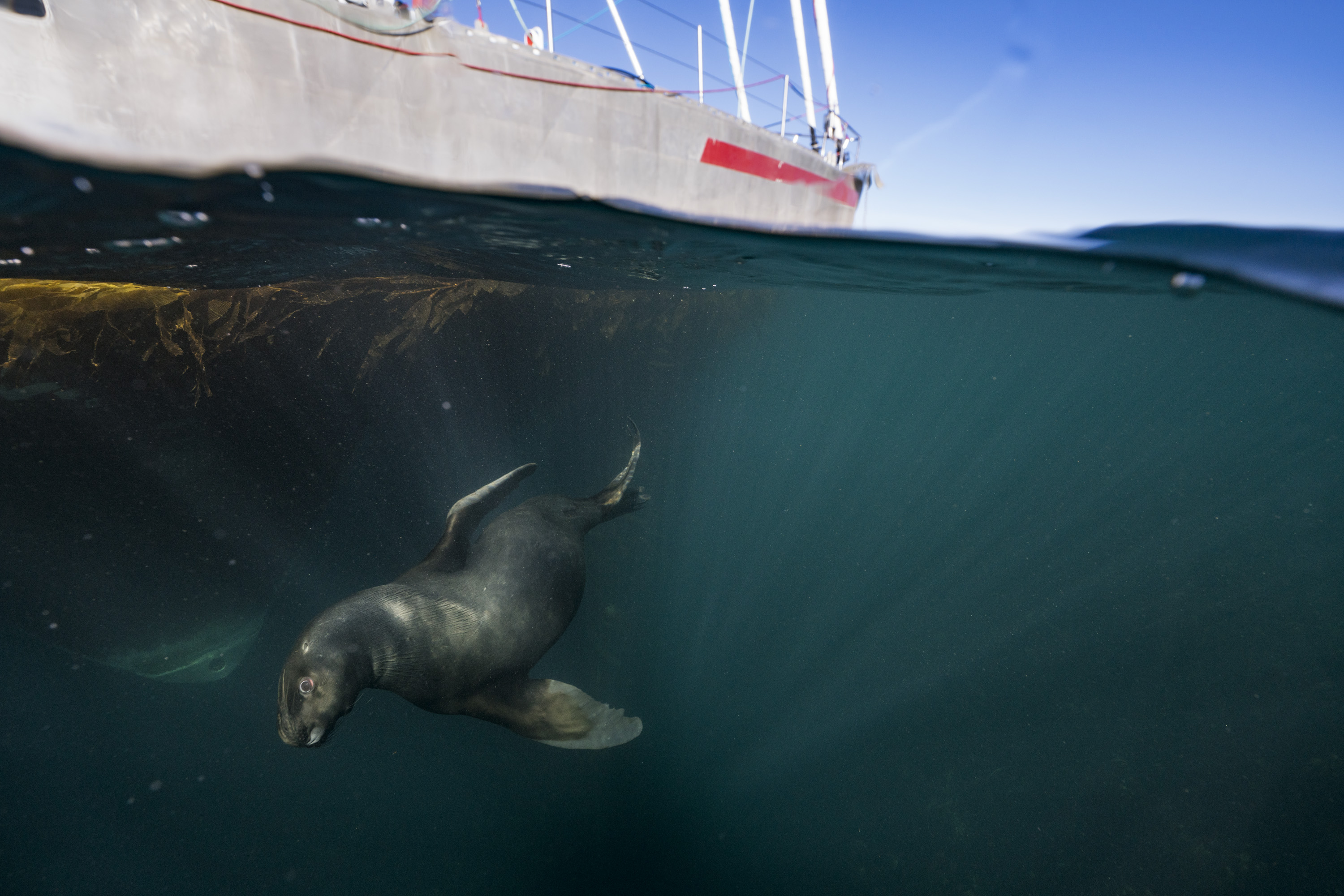Sea lion and sail boat Justin Hofman