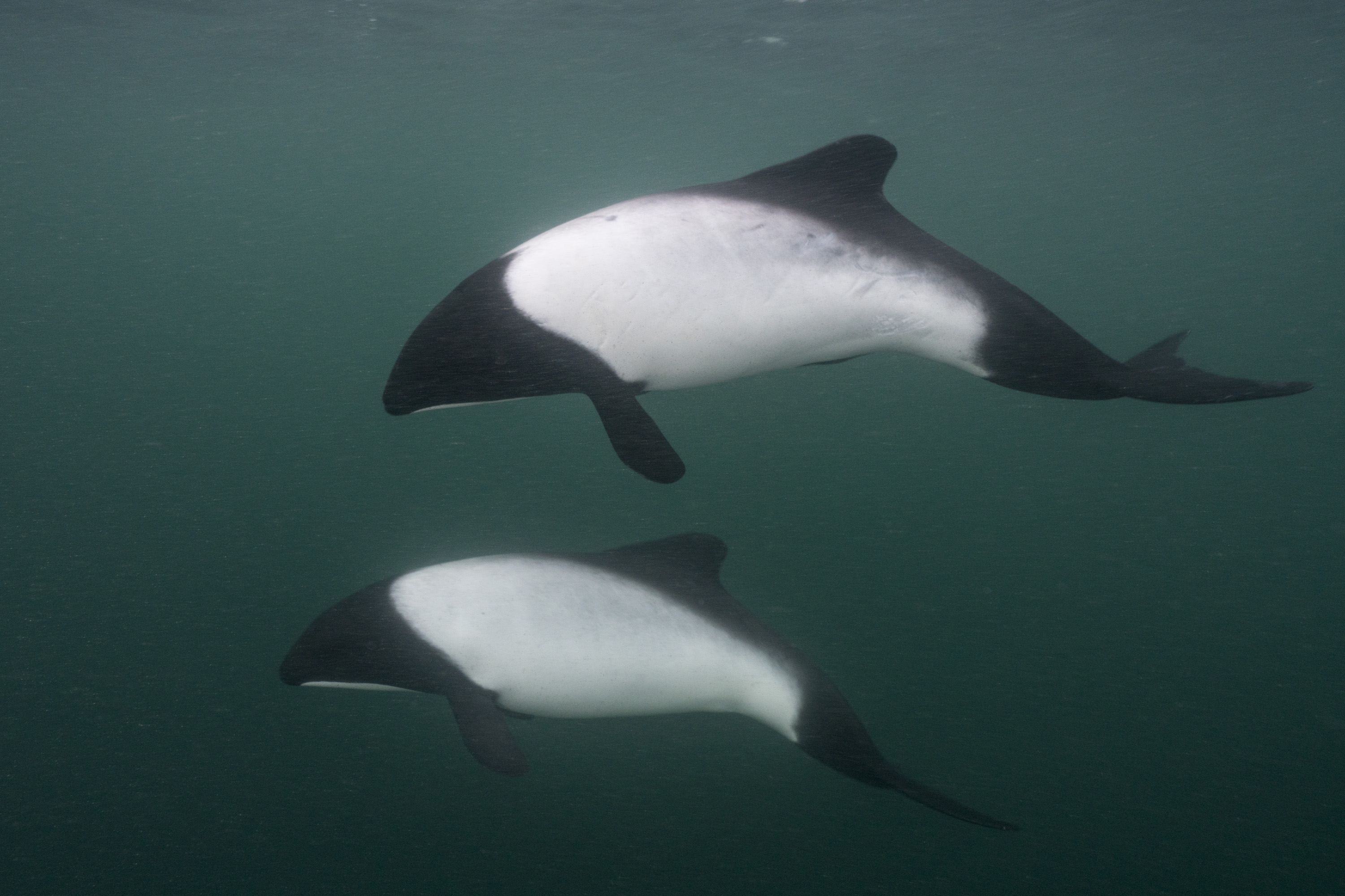 commerson's dolphin justin hofman