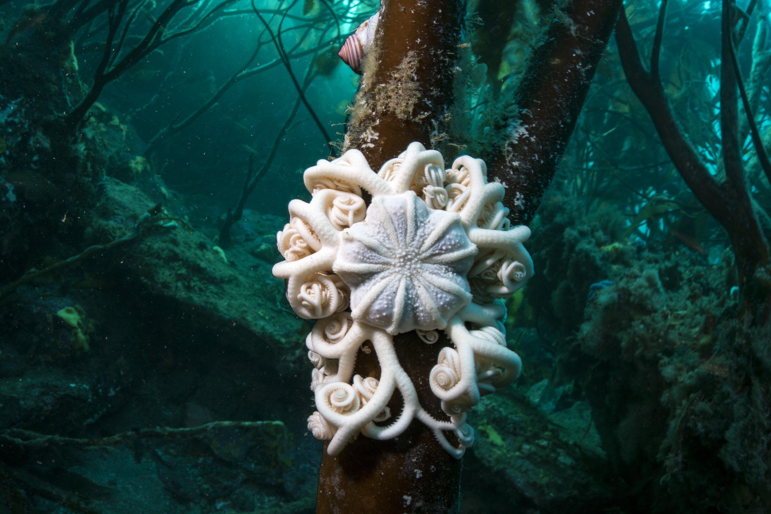 Basket star justin hofman