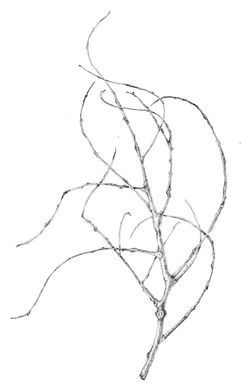 Botanical Art