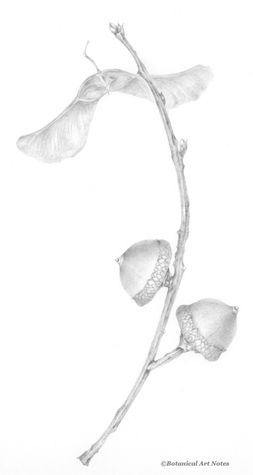 Building Observational Skills: Increasing plant awareness