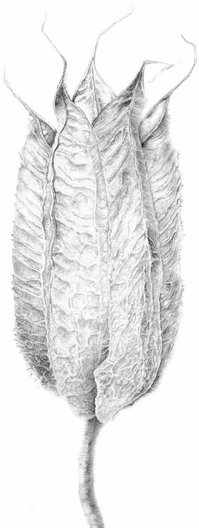Thumbnail: Columbine Flower Seedpod - Open Edition Print