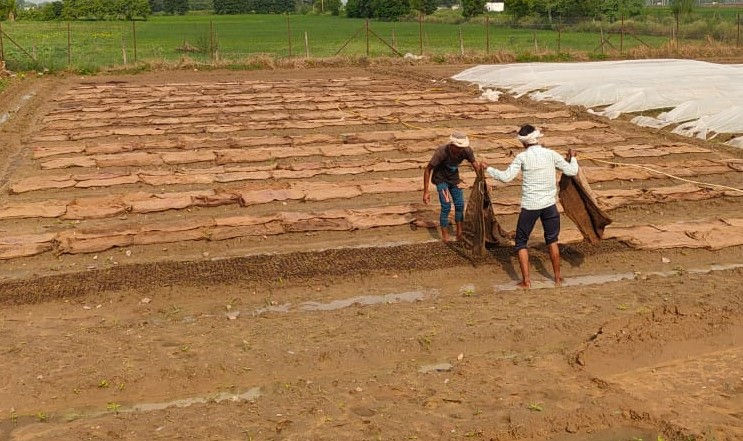 Farmer with Vermicompost