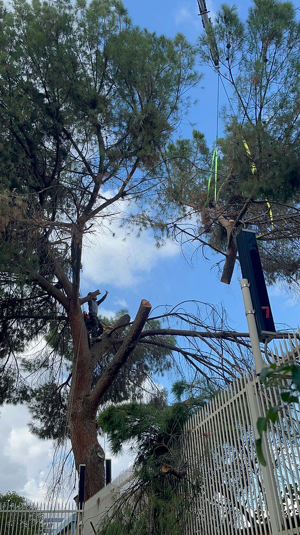 גיזום עצים עם מנוף