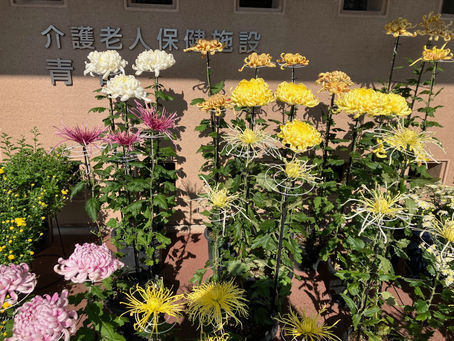 令和６年紫水会菊展会の紹介