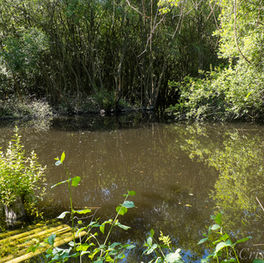 Berengrave Nature Reserve