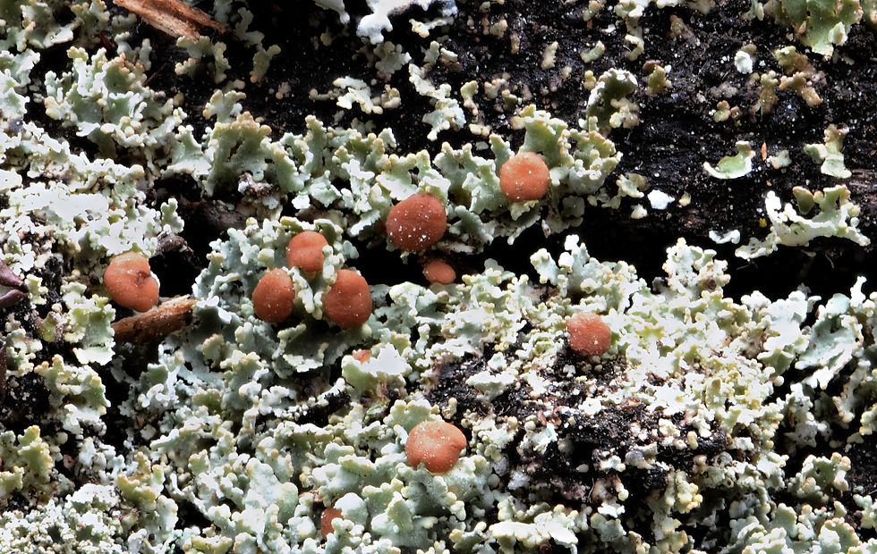 Cladonia caespiticia (5)