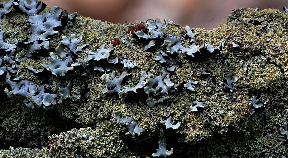 Cladonia caespiticia (15)