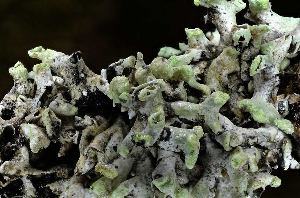 Hypogymnia tubulosa (2)