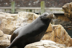 Sea lion Show