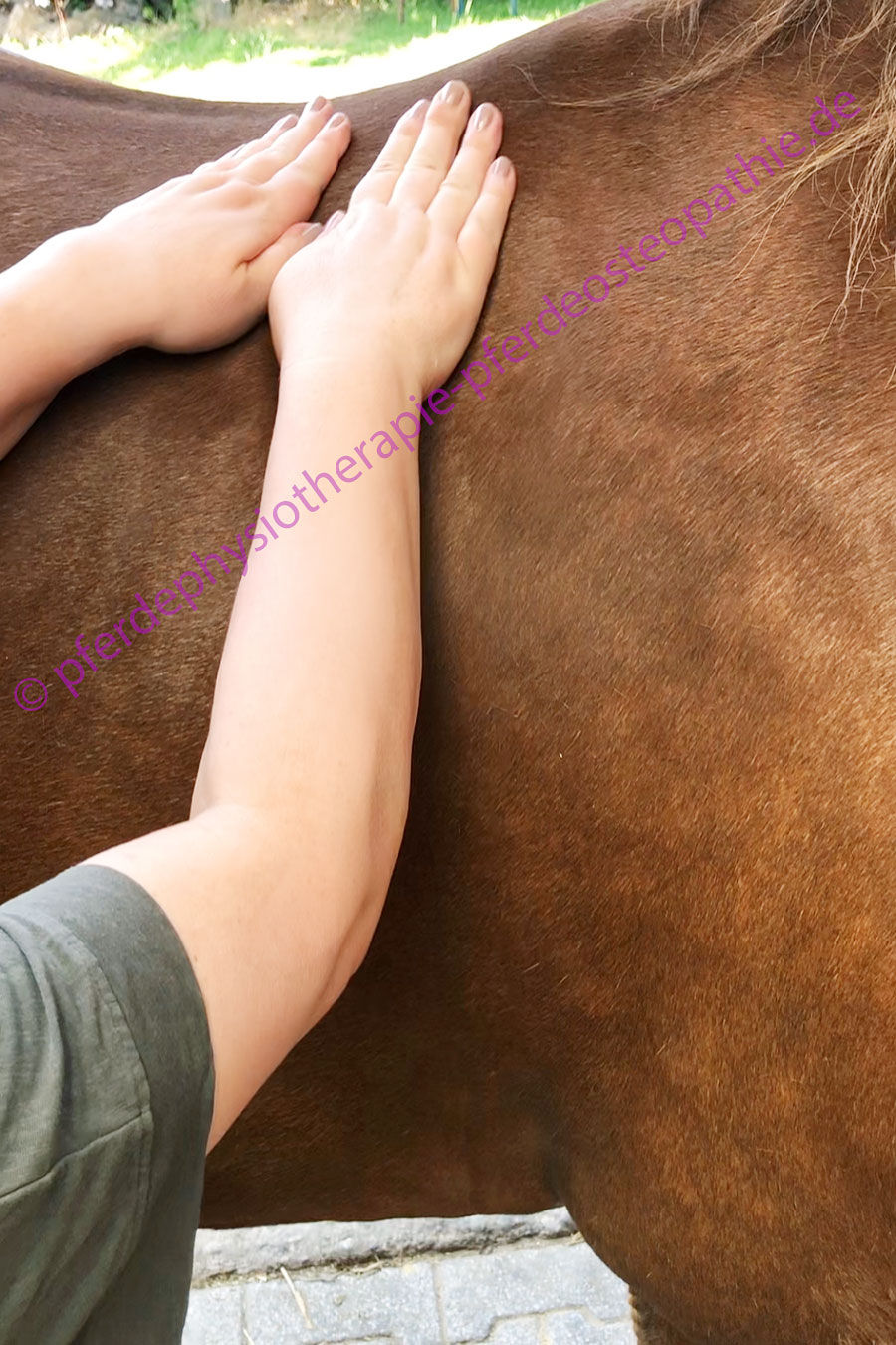 Faszien Faszientherapie Hautrollungen Pferdephysio