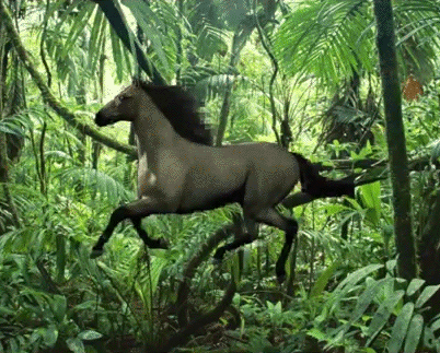 Pas De Deux