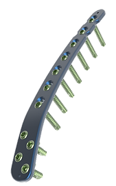 HUMERO DISTAL DORSOLATERAL.21 1.png