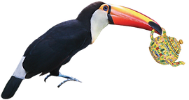 bird