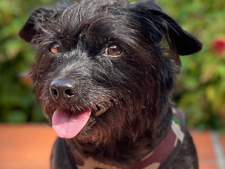 Why Dogs Understand Human Pointing (And Wolves Don't): A Window Into Social Consciousness