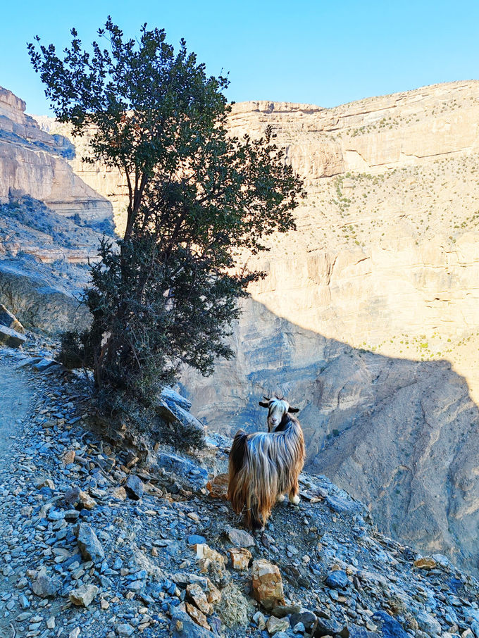 Hiker exploring a dramatic rocky canyon in the Hajar Mountains