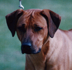 Bull Sebakwe Rhodesian Ridgebacks | keamaree
