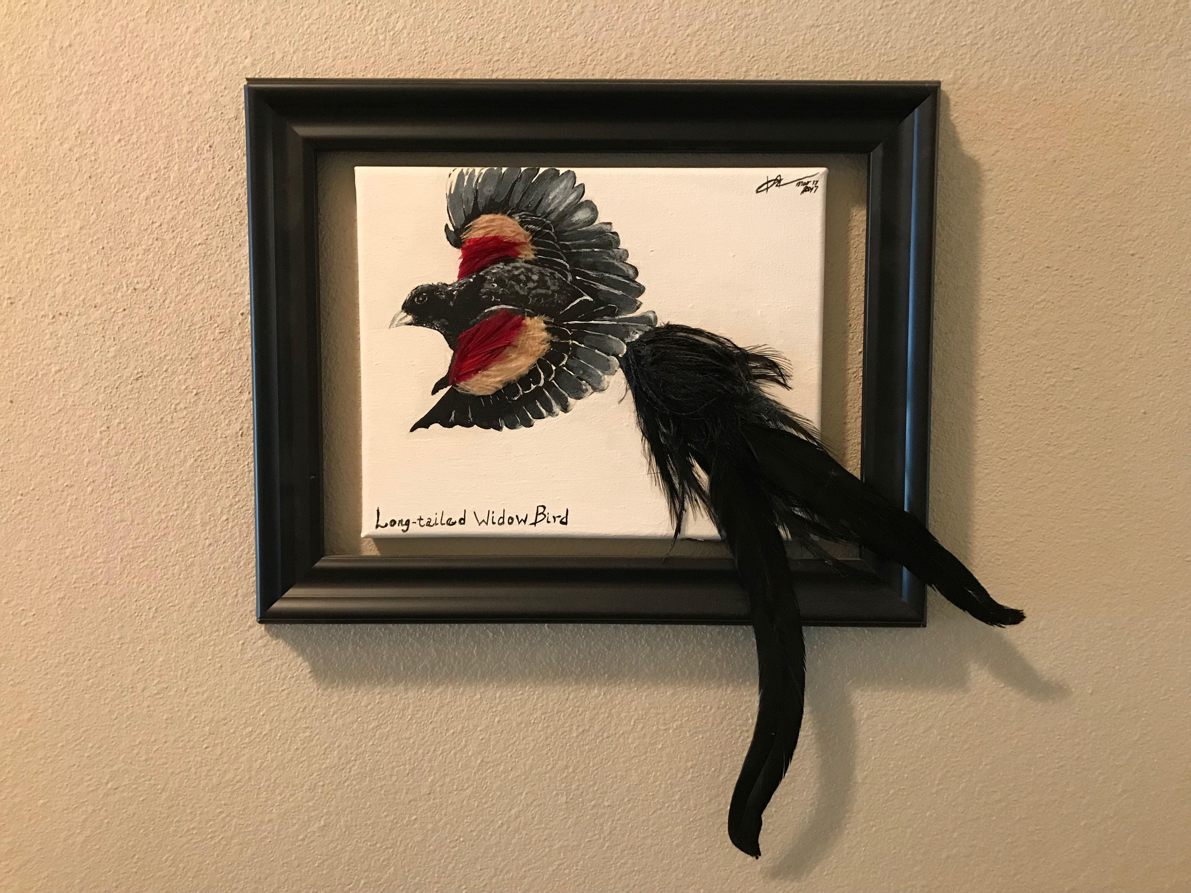 Long-tailed Widowsbird