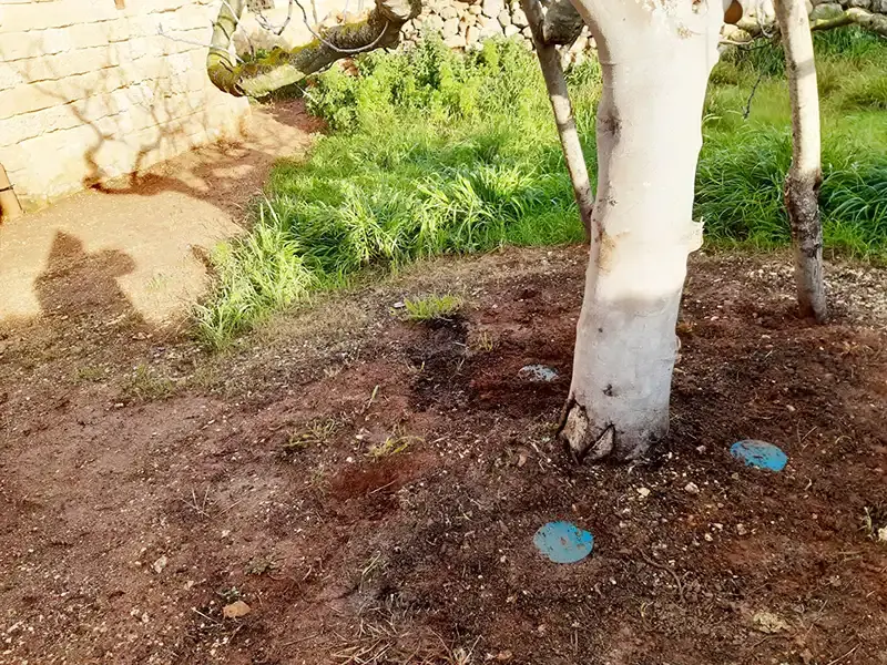 Disinfestazione Tarli